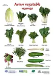 Asian_Vegetable_Names.jpg