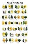 Avacado_Types.jpg