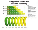 Banana_Ripening.jpg