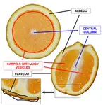 Fruit_Anatomy_Hesperidium.png