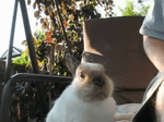 Sneezing baby bunny.webm