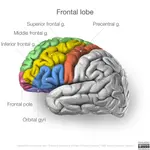 parts of frontal cortex.jpeg parts of frontal cortex.jpeg