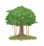ashvattha tree august 110.png