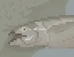 fish.png