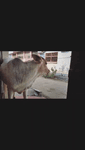 indiancow3.mp4