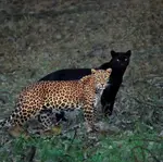 Cleopatra & Saaya.jpeg