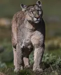 Mountain Lion.jpeg