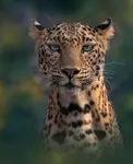 Blue eyed Leopard.jpg