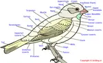 Bird_Anatomy_(2).gif