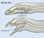 Moray_Eel.png