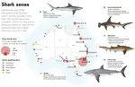 Shark_Attack_Zones.jpg