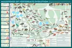 Vertabrate_Evolution.jpg