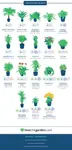 Air-purifier-plants-NASA-Infographics.jpg