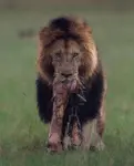 Lion with it's hunt.jpg