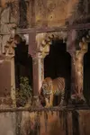 Tiger In Ranthambore.jpeg